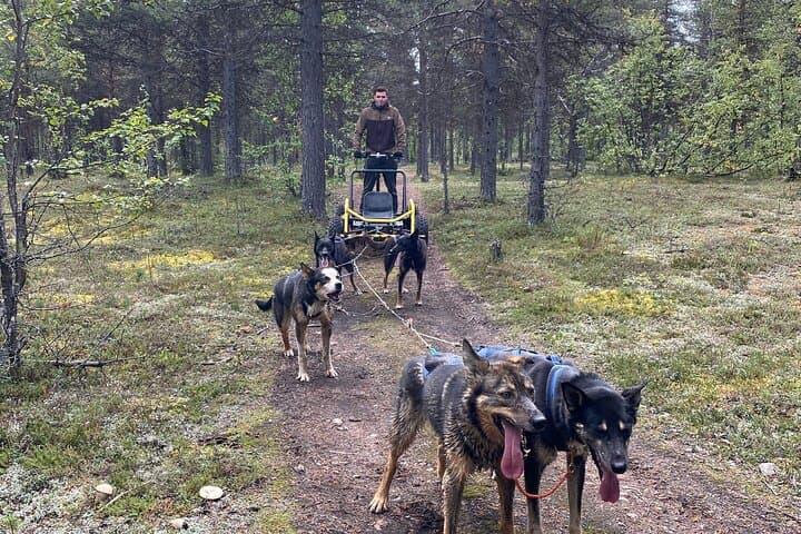 Autumn Husky Sit and Drive Cart Tour from Kiruna 3