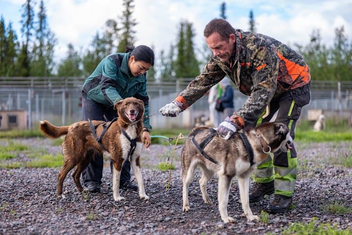 Meet 70 Huskies and Enjoy a short ATV Tour with the Huskies 2