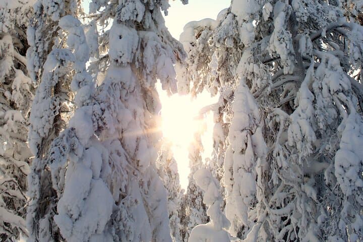 Snowshoe in a Winter Forest 4