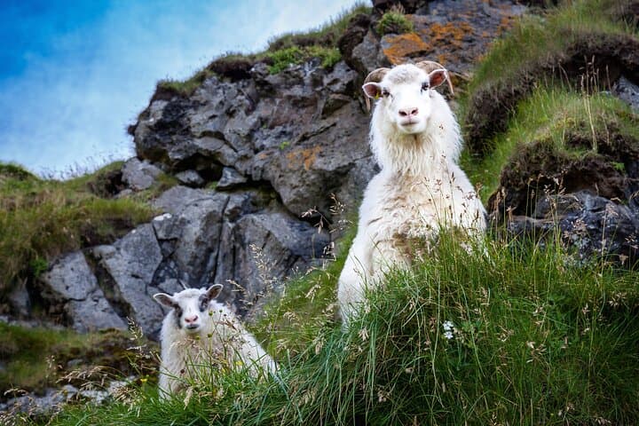 The Best of Vestmannaeyjar with Ebbi 3