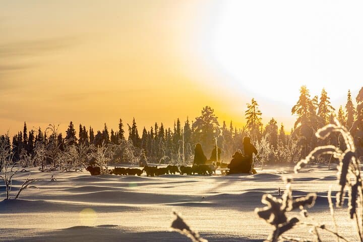 Arctic Afternoon Eco Experience (14:00-17:00- driving the sled) 3