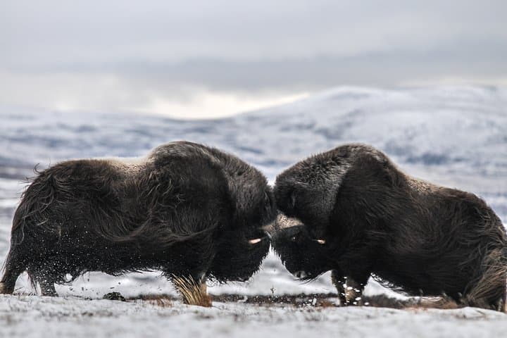 Musk ox Safari in Dovrefjell National Park from Oppdal 2