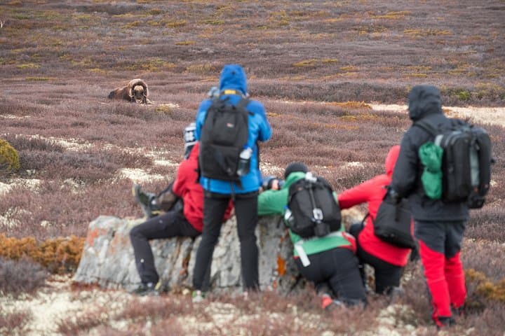 Musk ox Safari in Dovrefjell National Park from Oppdal 4