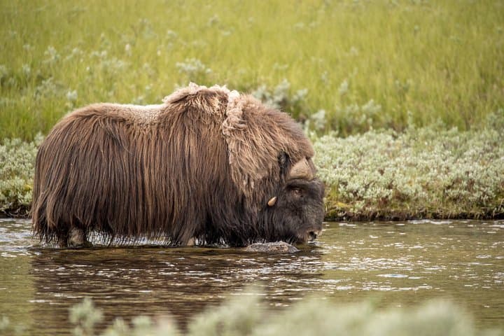 Musk ox Safari in Dovrefjell National Park from Oppdal 5