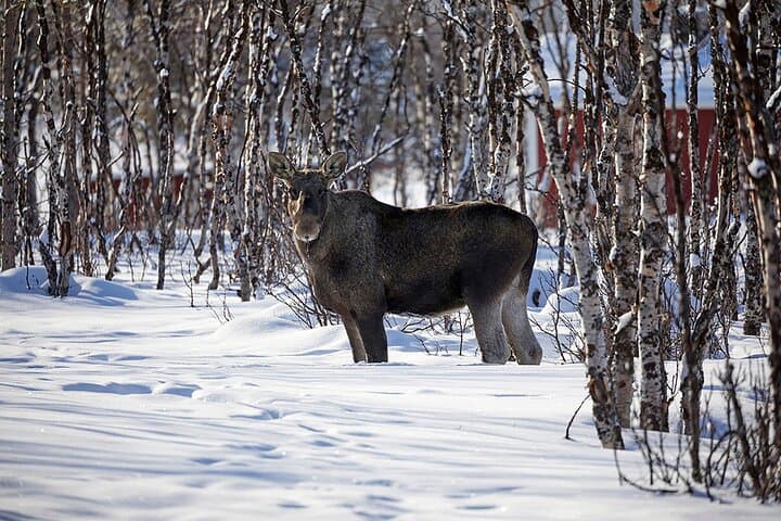 Lunch tour to the Sami village Nikkaluokta 2
